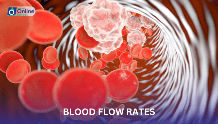 Lesson 11: Blood Flow Rates
